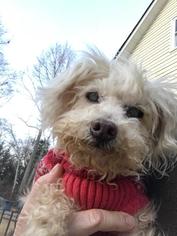 Poodle (Toy) Dogs for adoption in Matthews, NC, USA