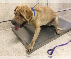 Chinese Shar-Pei Dogs for adoption in Riverside, CA, USA