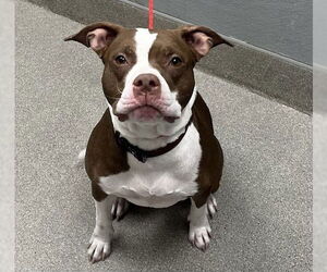 American Pit Bull Terrier-Unknown Mix Dogs for adoption in Las Vegas, NV, USA