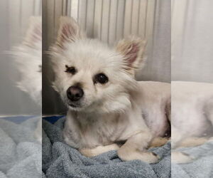 Pomeranian-Unknown Mix Dogs for adoption in Lakewood, CO, USA