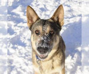 Medium Photo #1 German Shepherd Dog Puppy For Sale in Wadena, MN, USA