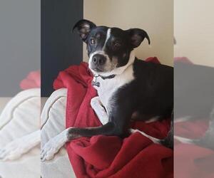 Small Boston Terrier-Jack Russell Terrier Mix