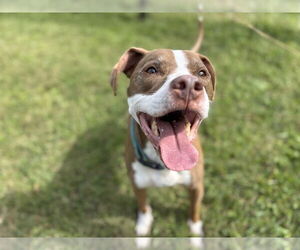 Mutt Dogs for adoption in Virginia Beach, VA, USA