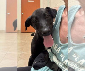 Labrador Retriever-Unknown Mix Dogs for adoption in San Diego, CA, USA