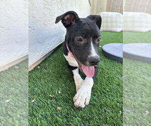 American Pit Bull Terrier-Labrador Retriever Mix Dogs for adoption in Dana Point, CA, USA