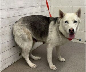 Gerberian Shepsky Dogs for adoption in San Bernardino, CA, USA