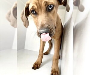 Redbone Coonhound-Rhodesian Ridgeback Mix Dogs for adoption in Houston, TX, USA