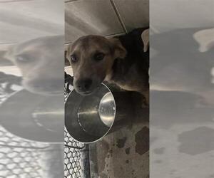 Unknown-Weimaraner Mix Dogs for adoption in Stockton, CA, USA