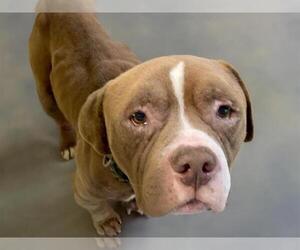 American Pit Bull Terrier-Unknown Mix Dogs for adoption in Tulsa, OK, USA