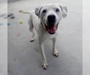 American Bulldog Dogs for adoption in Roanoke, VA, USA