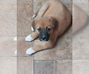 Mutt Dogs for adoption in Sanford, FL, USA
