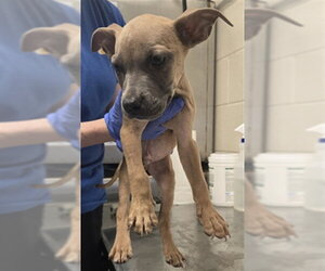 Mutt Dogs for adoption in Fayetteville, NC, USA
