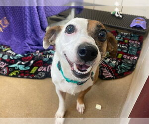 Mutt Dogs for adoption in Fort Wayne, IN, USA