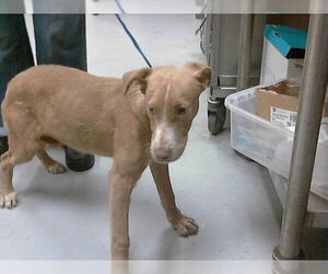 Mutt Dogs for adoption in Fayetteville, NC, USA