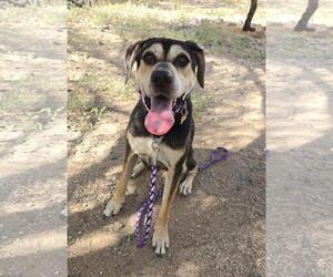 Mutt Dogs for adoption in Tucson, AZ, USA