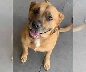 Labrottie Dogs for adoption in Chico, CA, USA