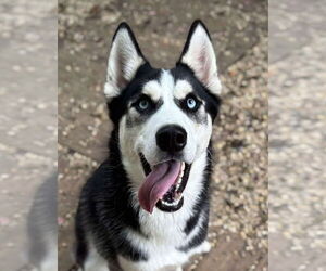 Siberian Husky Dogs for adoption in Matawan, NJ, USA