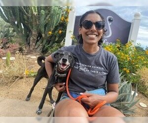 Pembroke Welsh Corgi-Unknown Mix Dogs for adoption in  Ramona, CA, USA