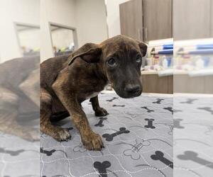 American Pit Bull Terrier Dogs for adoption in Baytown, TX, USA