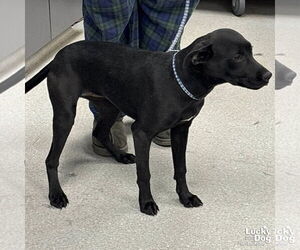 Labrador Retriever-Unknown Mix Dogs for adoption in Washington, DC, USA
