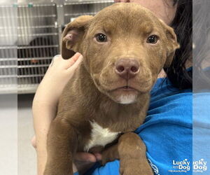 Labrador Retriever-Unknown Mix Dogs for adoption in Washington, DC, USA