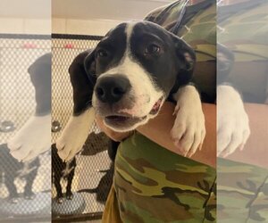 Labrador Retriever-Unknown Mix Dogs for adoption in Amarillo, TX, USA