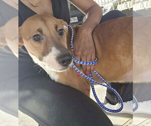 Mountain Cur-Unknown Mix Dogs for adoption in New York, NY, USA