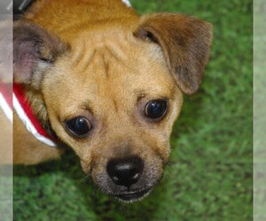 Pug Dogs for adoption in Longview, WA, USA