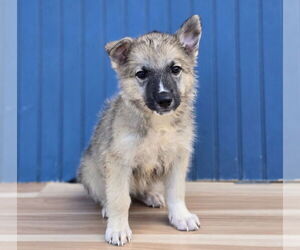German Shepherd Dog-Unknown Mix Dogs for adoption in Lakewood, CO, USA