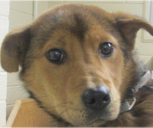 Golden Shepherd Dogs for adoption in Baltimore, MD, USA