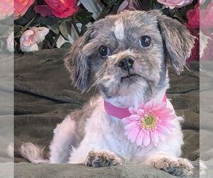 Shih Tzu Dogs for adoption in Bon Carbo, CO, USA