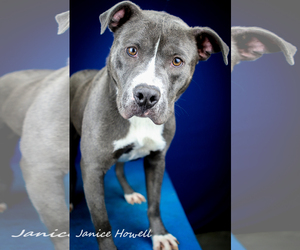 American Pit Bull Terrier-Unknown Mix Dogs for adoption in Tupelo, MS, USA