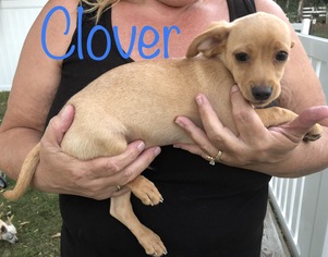Medium Photo #1 Chiweenie Puppy For Sale in Los Angeles, CA, USA