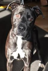 Great Dane-Unknown Mix Dogs for adoption in Northbrook, IL, USA
