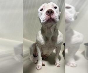 Mutt Dogs for adoption in Bakersfield, CA, USA