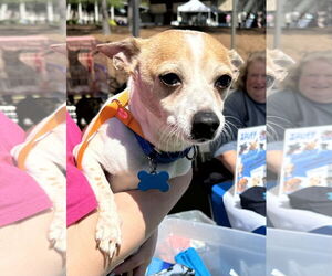 Chihuahua-Unknown Mix Dogs for adoption in Garner, NC, USA