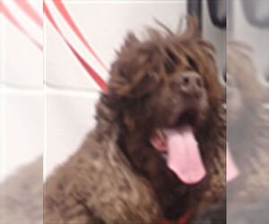 Cocker Spaniel Dogs for adoption in St. Cloud, FL, USA