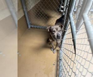 Mutt Dogs for adoption in Chula Vista, CA, USA