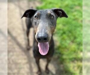 Doberman Pinscher-Unknown Mix Dogs for adoption in Modesto, CA, USA