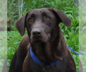 Chocolate Labrador retriever-Unknown Mix Dogs for adoption in Silver Spring, MD, USA