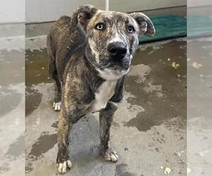 American Pit Bull Terrier-Siberian Husky Mix Dogs for adoption in Camarillo, CA, USA