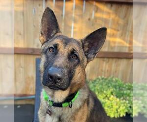 German Shepherd Dog-Unknown Mix Dogs for adoption in Woodland, CA, USA