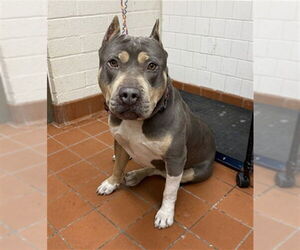 American Staffordshire Terrier Dogs for adoption in Camarillo, CA, USA