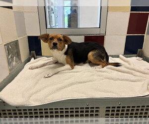 Beagle-Unknown Mix Dogs for adoption in Plano, TX, USA