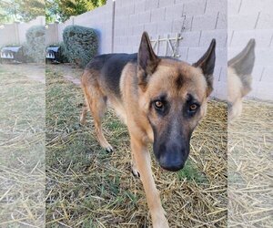 German Shepherd Dog Dogs for adoption in phoenix, AZ, USA