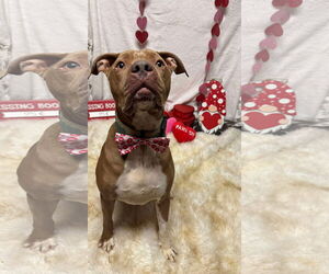 American Pit Bull Terrier-Unknown Mix Dogs for adoption in Germantown, OH, USA