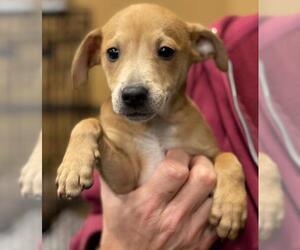 Jack Chi Dogs for adoption in Pembroke, GA, USA