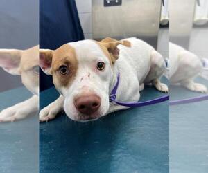 Labrador Retriever-Unknown Mix Dogs for adoption in Mobile, AL, USA