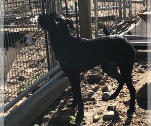 Labrador Retriever-Unknown Mix Dogs for adoption in Arlington, VA, USA