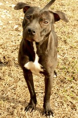 Labrador Retriever-Staffordshire Bull Terrier Mix Dogs for adoption in Hankamer, TX, USA